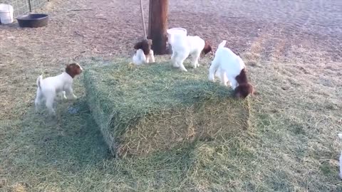Baby Goats Playing Compilation