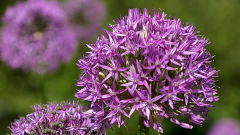 Purple little flowers hanging out