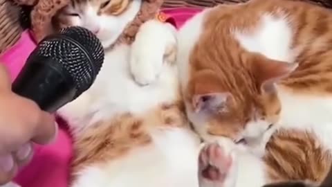 Cute and funny cat compilation 🐈 🐈‍⬛ 🐈 😁😂😅
