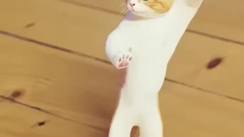 cat funny dance