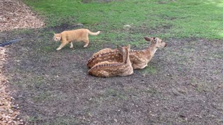 Cat patrols the deer