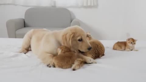 Adorable Golden Retriever Puppy Meets Kittens for