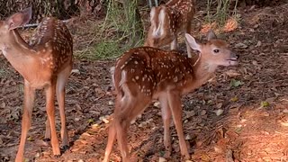 Fawns can make any Monday better!!!!🦌.