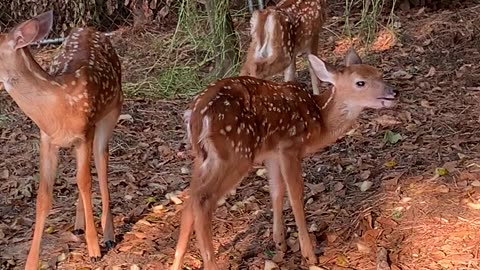 Fawns can make any Monday better!!!!🦌.