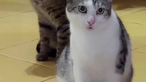 funny animal videos in the world