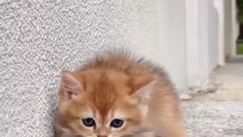 Cute cats viral video