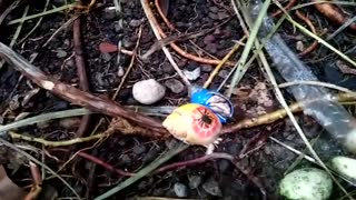 Ornament on Hermit crab shell