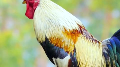 Interesting facts about Chicken