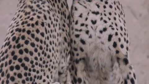 Leopards make humans blush