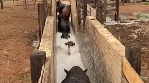 Vacas Bañándose..🐮🐄🐄 Chemical bath? For Ticks etc?