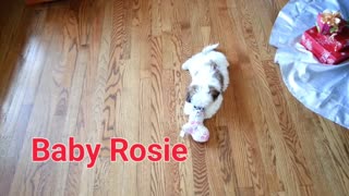 Baby Rosie