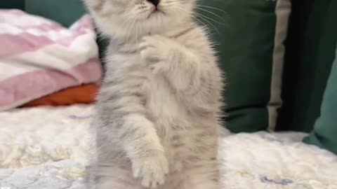 CUTE LITTLE CAT || LIKE || SHARE || FOLLOW || COMMENT || PAWKIT