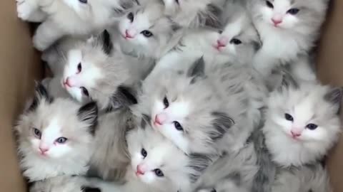 Adorable kittens in a box.