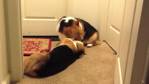 World's Laziest Corgi Fight