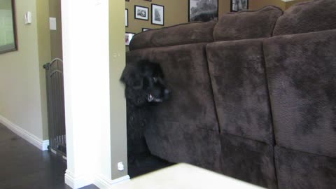 Giant dog moves sofa to escape