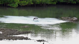 Osprey Taking a Dive