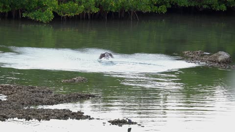 Osprey Taking a Dive