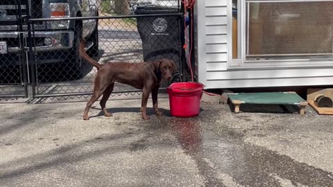 Puppy Needs A Pool