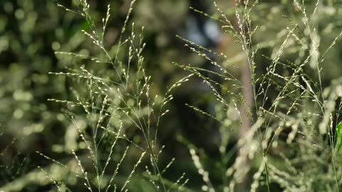 Branches swaying in the wind