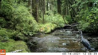 A Creek in the Timber Sept. 14-16