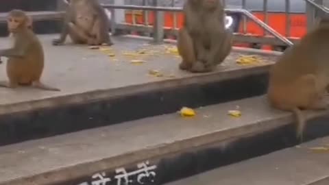 India Tour Part 1 Monkeys climbing funny video