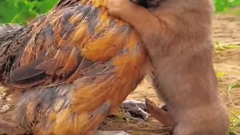 Friendship / puppy and chicken . A beautiful moment