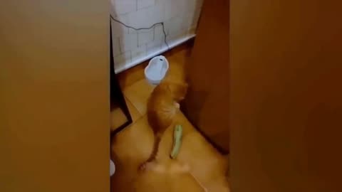 Cucumber Prank on Cat Goes Wrong