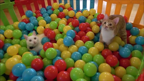 Two Cats and 500 Balls In a Ball Pit it.