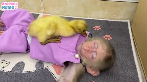 BiBi monkey tries to hide from duckling