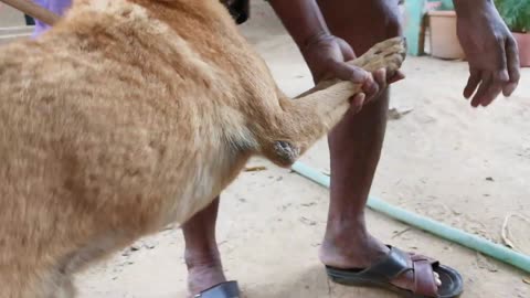 Ticks, Removing Ticks From Pet In Countryside EP Ticks (5)