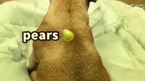 Dogs 🐶 Cute and Funny Animals Videos Compilation #viraldogs #dogslife #animals #funny #9
