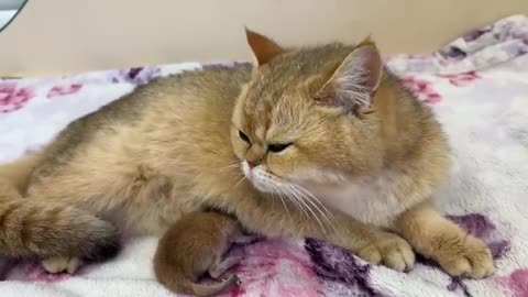 Mom cat carries a newborn kitten to the bed because she does not like the couch