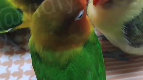 Parrots meeting | parrot 🐦