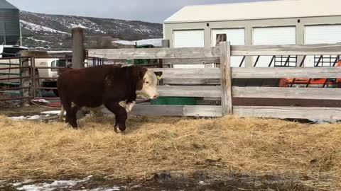 Eagle Canyon Herefords 2022