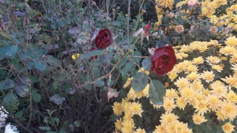 The wind blows roses and chrysanthemums