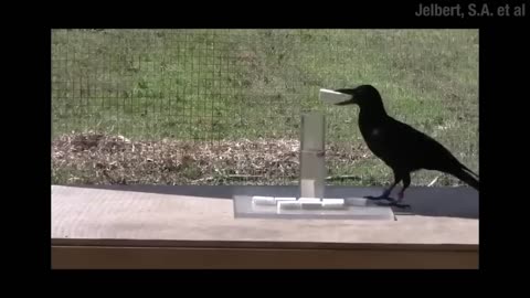 True Facts: Crows That Hunt With Sticks