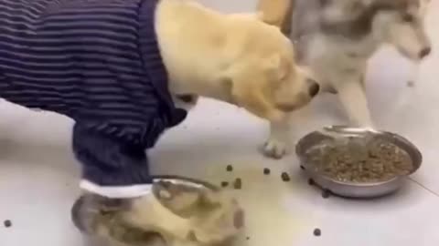 🐶#hesky and #Labrador eating .//😂 food funny video//. 🤪🤪