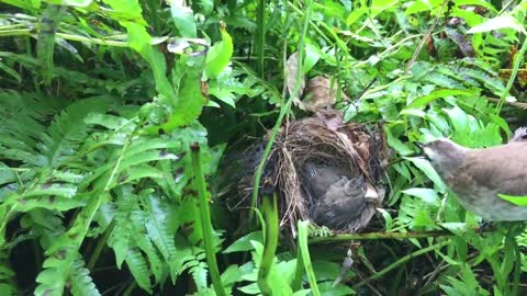 finches that protect their children from snake attacks, But not with other bird nests