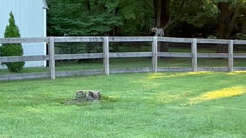 Kitty Delivers Bundle of Leaves to Owner