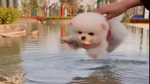 Small cute puppy funny video