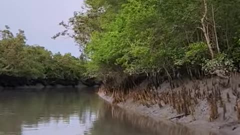 Sundarban Bangladesh River