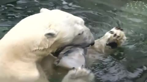Polar bears beat the summer heat