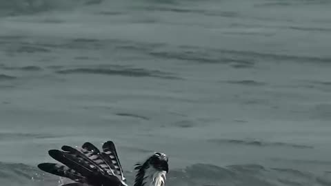 Osprey almost drown with its catch