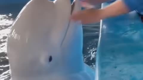 Dolphin Kiss