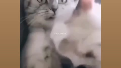 So sad and funny cat story 😃🤣🥺😖😢😶