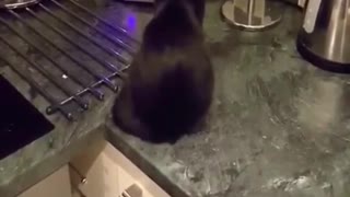 Black Cat jump
