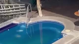 SEA LION COMES ON LAND 🤣SWIMS IN POOL STEALS MANS CHAIR