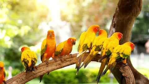 Colorful Bird Singing | Bird Chirping With Original Sound | 8k video | 4k video #birdchirping