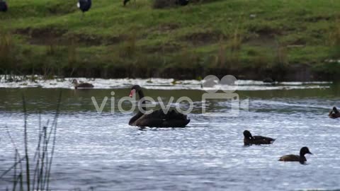 Black swan floating on a lake