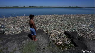 Worldwide Engineered Genocide?! Colossal South America Fish Kill: 100s of Thousands More DEAD FISH!